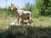 chiots de Salsa et Uron